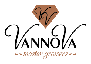 VannoVa